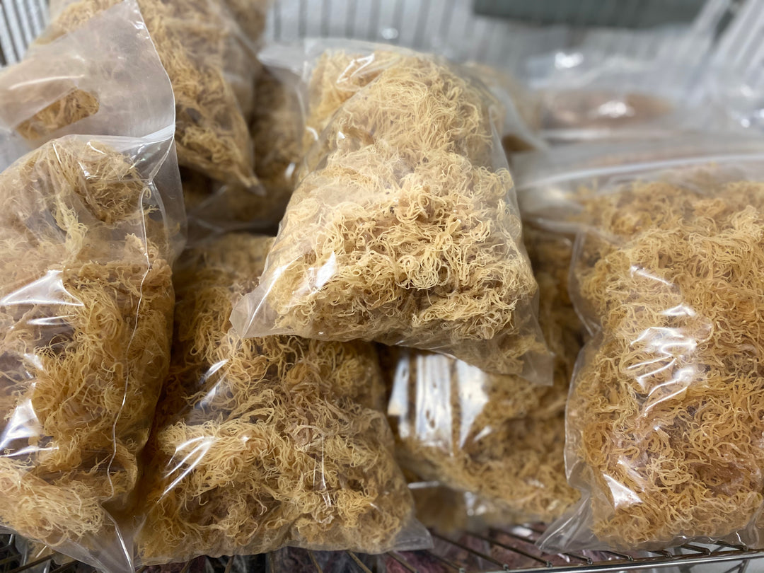 5lb Gold Dried Natural Sea Moss