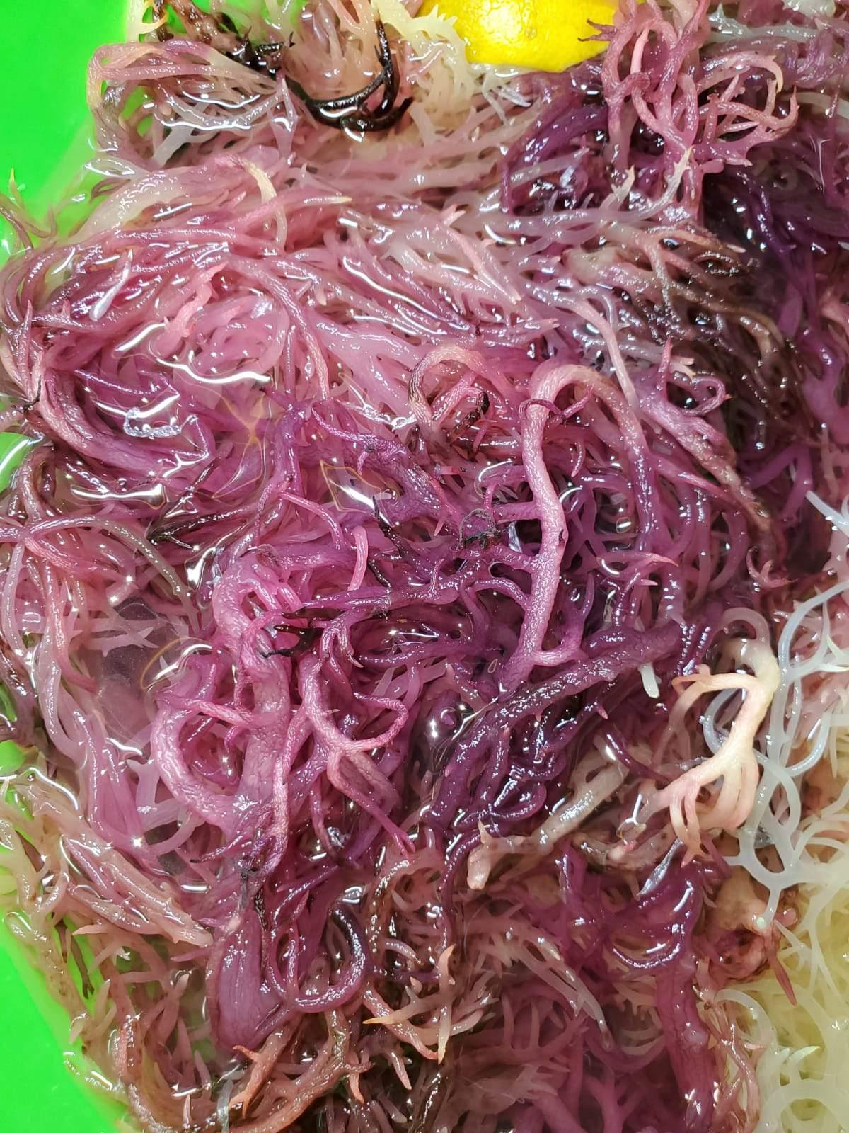 1lb Purple Dried Natural Sea Moss - JANGO ORGAGANICS INC.